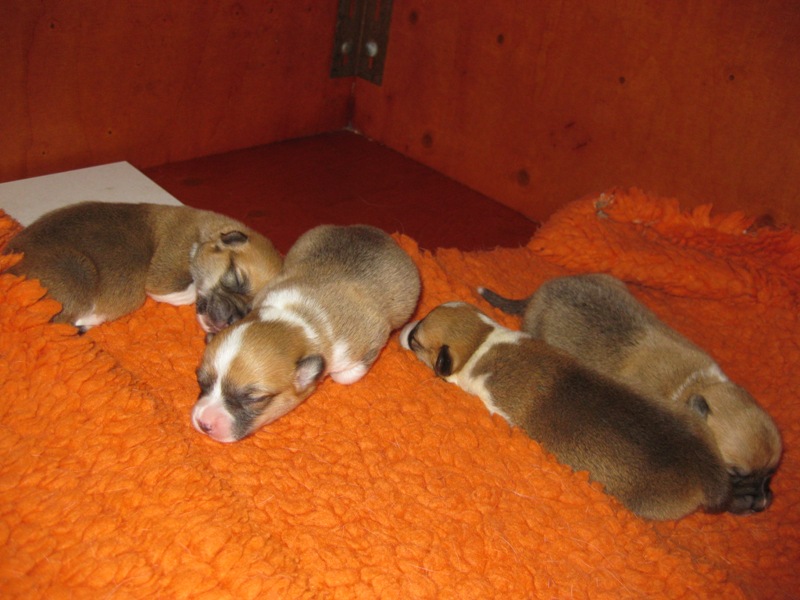 Puppies